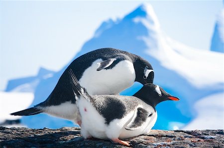 penguin on mountain - penguins resting on the stony coast of Antarctica Photographie de stock - Aubaine LD & Abonnement, Code: 400-05899616