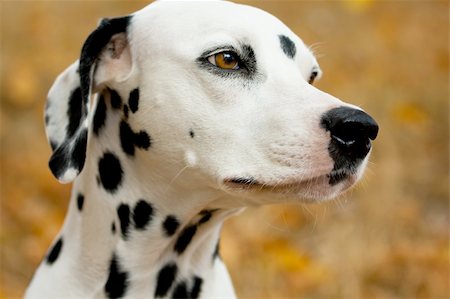 female dalmatian - Dalmatian dog portrait yellow autumn background Stock Photo - Budget Royalty-Free & Subscription, Code: 400-05899622