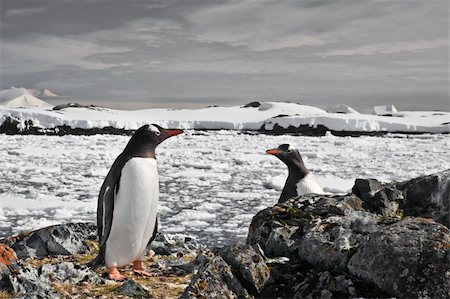 penguin in its nest to protect her cub. Antarctica Stock Photo - Budget Royalty-Free & Subscription, Code: 400-05899631