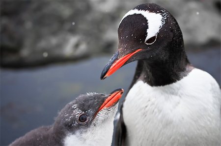 simsearch:400-05234833,k - two penguins resting on the stony coast of Antarctica Stockbilder - Microstock & Abonnement, Bildnummer: 400-05899632