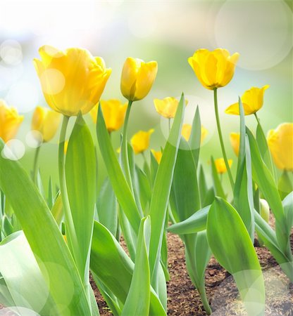 sunlight effect - beautiful yellow tulips with light reflect in morning Stock Photo - Budget Royalty-Free & Subscription, Code: 400-05899643