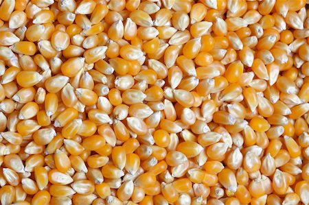 popcorn pattern - Grains of corn Stock Photo - Budget Royalty-Free & Subscription, Code: 400-05899701