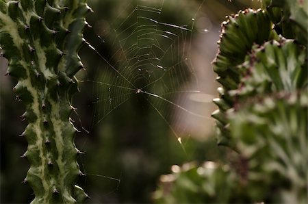 simsearch:400-07570299,k - Spider web in green nature or in the forest Stock Photo - Budget Royalty-Free & Subscription, Code: 400-05899929