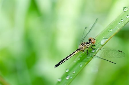 simsearch:400-08195310,k - dragonfly in garden or in green nature Foto de stock - Super Valor sin royalties y Suscripción, Código: 400-05899936