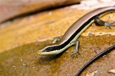simsearch:400-04914866,k - Skink in garden or in green nature Stock Photo - Budget Royalty-Free & Subscription, Code: 400-05899939
