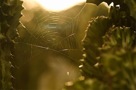 simsearch:400-07570299,k - Spider web in green nature or in the forest Stock Photo - Budget Royalty-Free & Subscription, Code: 400-05899930