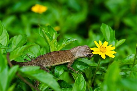 simsearch:400-04914866,k - Lizard in green nature or in park or in the garden Stock Photo - Budget Royalty-Free & Subscription, Code: 400-05899948