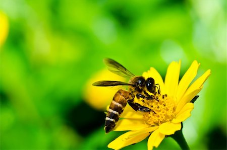 bee in green nature or in the garden Stock Photo - Budget Royalty-Free & Subscription, Code: 400-05899955