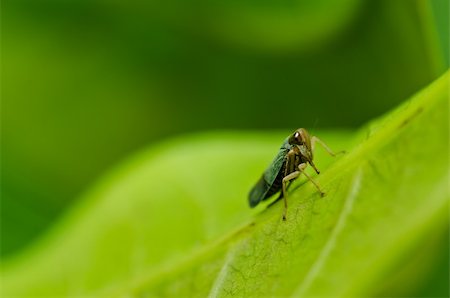 simsearch:400-06138663,k - Aphid insect in green nature or in the garden Stock Photo - Budget Royalty-Free & Subscription, Code: 400-05899969