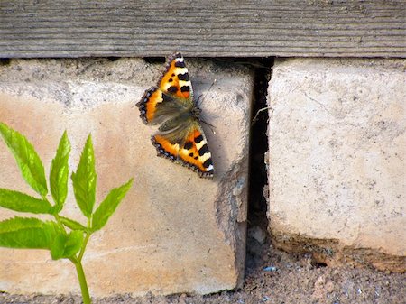 simsearch:400-04282037,k - butterfly on concrete wall Stock Photo - Budget Royalty-Free & Subscription, Code: 400-05890063