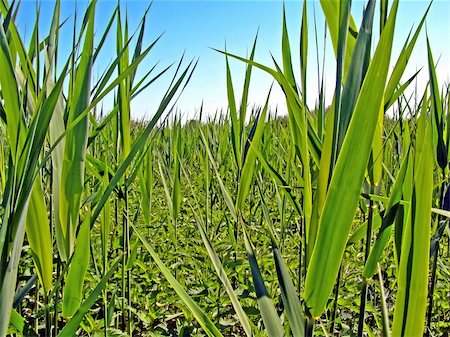 sedge grasses - marsh sedge Stock Photo - Budget Royalty-Free & Subscription, Code: 400-05890080