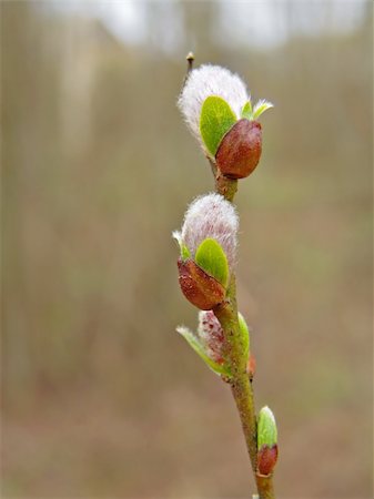 reaching for leaves - buds on branch tree Stock Photo - Budget Royalty-Free & Subscription, Code: 400-05890090