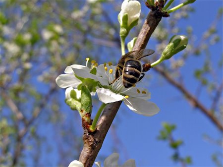 simsearch:400-05066044,k - bee on flower of the cherries Foto de stock - Royalty-Free Super Valor e Assinatura, Número: 400-05890108