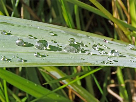 sedge grasses - dripped on herb Stock Photo - Budget Royalty-Free & Subscription, Code: 400-05890101