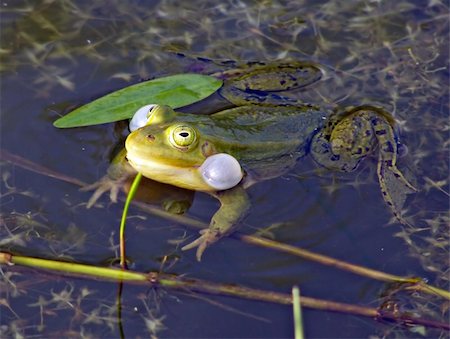 frog in marsh Stock Photo - Budget Royalty-Free & Subscription, Code: 400-05890134
