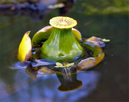 simsearch:851-02959686,k - bud of the flower to lilies on water Photographie de stock - Aubaine LD & Abonnement, Code: 400-05890138