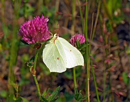 simsearch:400-07626311,k - butterfly on flower of the dutch clover Stock Photo - Budget Royalty-Free & Subscription, Code: 400-05890140