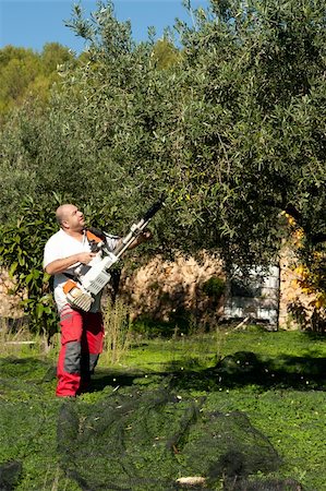 Agricultural worker at olive harvest, using a shaker tool Stock Photo - Budget Royalty-Free & Subscription, Code: 400-05890249