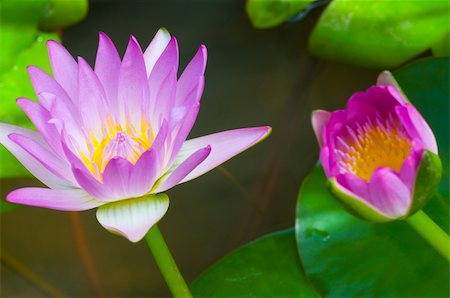 purple lotus in the pond Photographie de stock - Aubaine LD & Abonnement, Code: 400-05890559