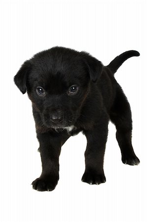 simsearch:400-05890888,k - Cute black puppy on a white background Foto de stock - Royalty-Free Super Valor e Assinatura, Número: 400-05890889