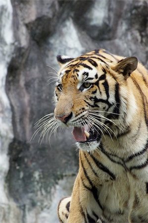 simsearch:400-04355437,k - Royal Bengal tiger Fotografie stock - Microstock e Abbonamento, Codice: 400-05891010