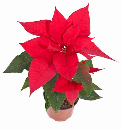 poinsettia flower on white background Stock Photo - Budget Royalty-Free & Subscription, Code: 400-05891348