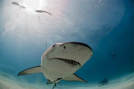 simsearch:400-05694509,k - A close up on a lemon shark coming by, Bahamas Foto de stock - Royalty-Free Super Valor e Assinatura, Número: 400-05891497