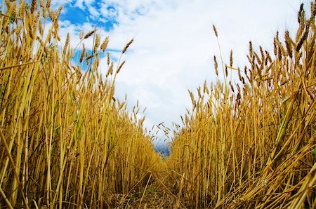 simsearch:400-05083860,k - field of wheat inside Stock Photo - Budget Royalty-Free & Subscription, Code: 400-05891547