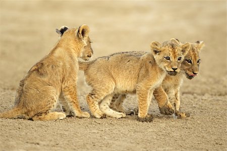 simsearch:400-06207209,k - Three cute lions cubs (Panthera leo), Kalahari desert, South Africa Fotografie stock - Microstock e Abbonamento, Codice: 400-05891867
