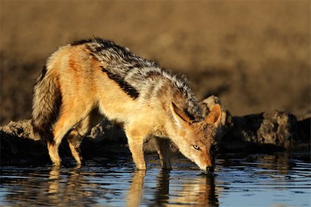 scavenger - A black-backed Jackal (Canis mesomelas) drinking water, Kalahari desert, South Africa Photographie de stock - Aubaine LD & Abonnement, Code: 400-05891869