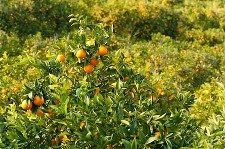 simsearch:400-05920005,k - Full frame take of a orange plantation about to be harvested Foto de stock - Super Valor sin royalties y Suscripción, Código: 400-05891895