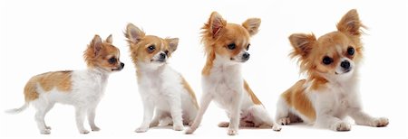 simsearch:400-04404602,k - growth of  purebred  chihuahua in front of white background between three month and one year Photographie de stock - Aubaine LD & Abonnement, Code: 400-05891912