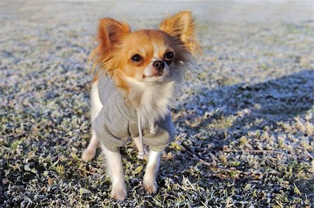 simsearch:400-06172990,k - portrait of a cute purebred  dressed chihuahua in a field in winter Stockbilder - Microstock & Abonnement, Bildnummer: 400-05891913
