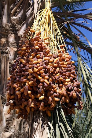 shanin (artist) - Dates on the palm tree in south part of Tunisia Stock Photo - Budget Royalty-Free & Subscription, Code: 400-05892053