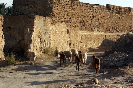 shanin (artist) - Sheep on the road and ruins of Kebili, Tunisia Photographie de stock - Aubaine LD & Abonnement, Code: 400-05892062