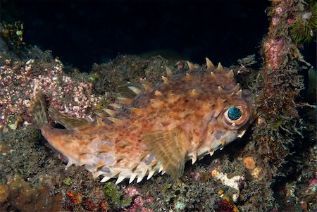 simsearch:400-05695161,k - Fine spotted porcupinefish laying on a coral reef, Solawesi, Indonesia Stock Photo - Budget Royalty-Free & Subscription, Code: 400-05892255
