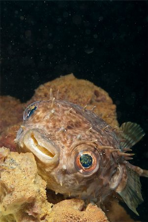 simsearch:400-05695161,k - A close up on a fine spotted porcupinefish, Solawesi, Indonesia Stock Photo - Budget Royalty-Free & Subscription, Code: 400-05892257
