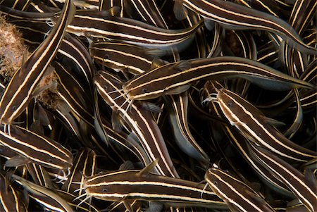 simsearch:400-05695161,k - A close up on a school of eel catfish, Sulawesi, Indonesia Stock Photo - Budget Royalty-Free & Subscription, Code: 400-05892259