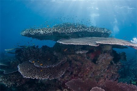 simsearch:400-05695161,k - General Reef Scene under sunburst, Raja Ampat, Indonesia Stock Photo - Budget Royalty-Free & Subscription, Code: 400-05892266