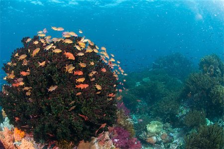 simsearch:400-05695161,k - The view of fairy basslets around a tree soft coral on a reef, Raja Ampat, Indonesia Stock Photo - Budget Royalty-Free & Subscription, Code: 400-05892263