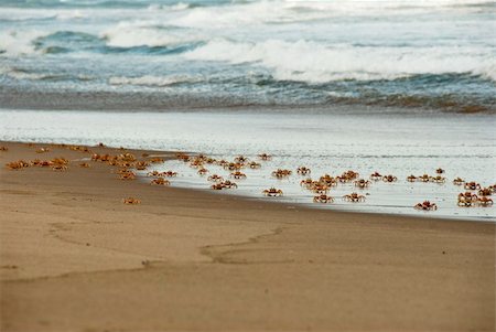 A group of crabs moving across the beach, South Africa Foto de stock - Super Valor sin royalties y Suscripción, Código: 400-05892282