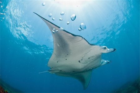 A mantray swimming along a reef, Zavora, Mozambique Photographie de stock - Aubaine LD & Abonnement, Code: 400-05892291