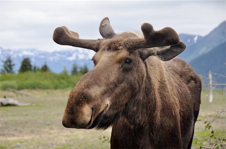 Wild male moose in Alaska Photographie de stock - Aubaine LD & Abonnement, Code: 400-05892309