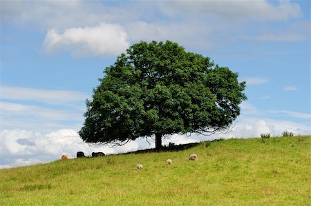 people with forest background - Lone tree with cows and sheep Foto de stock - Super Valor sin royalties y Suscripción, Código: 400-05892688