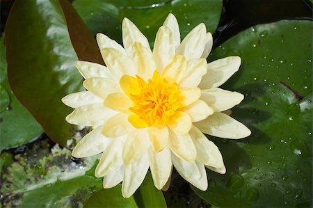 sritangphoto (artist) - Yellow lotus flower Foto de stock - Royalty-Free Super Valor e Assinatura, Número: 400-05893145