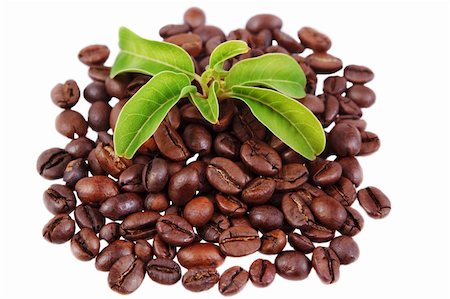 sergioua (artist) - green plant in a pile of coffee beans on white background Photographie de stock - Aubaine LD & Abonnement, Code: 400-05893319