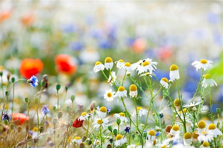 poppi castle - abundance of blooming wild flowers on the meadow at spring time Photographie de stock - Aubaine LD & Abonnement, Code: 400-05893395