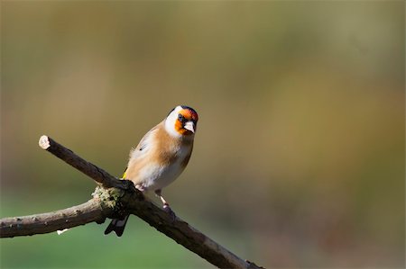 simsearch:400-07580198,k - Goldfinch perched on a branch in winter Photographie de stock - Aubaine LD & Abonnement, Code: 400-05893517