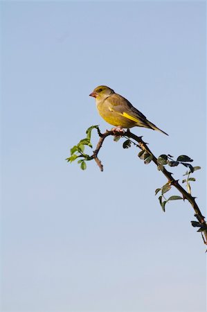 european greenfinch - Greenfinch  (Carduelis chloris) perched on a branch Stock Photo - Budget Royalty-Free & Subscription, Code: 400-05893518
