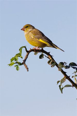 european greenfinch - Greenfinch  (Carduelis chloris) perched on a branch Stock Photo - Budget Royalty-Free & Subscription, Code: 400-05893519
